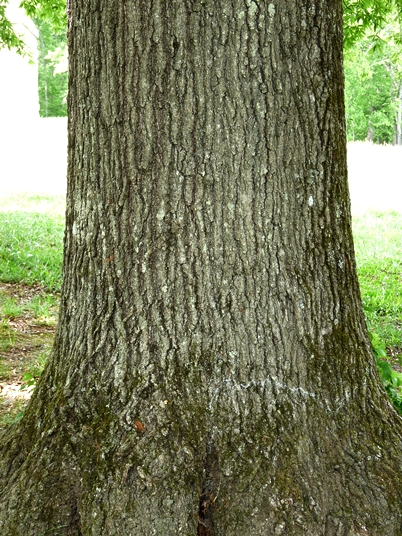 {Quercus phellos}